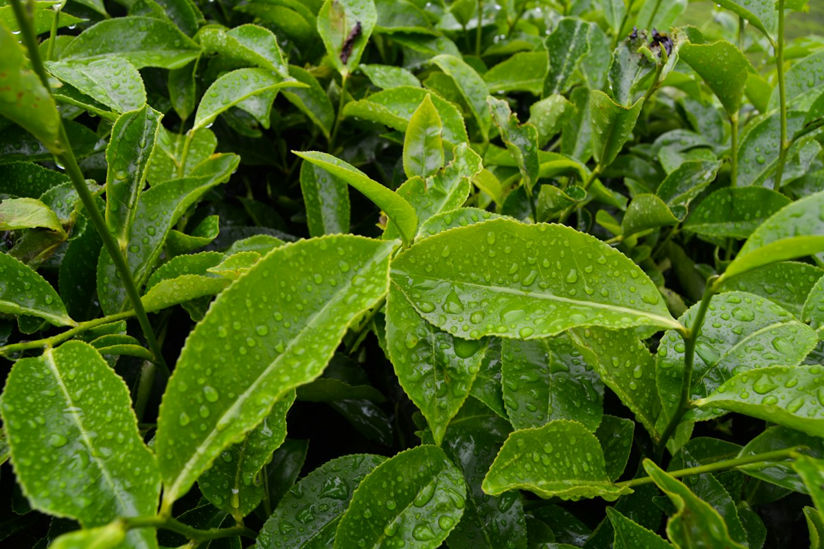 Feuilles de thé avec caféine naturelle